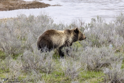 Grizzly Bear May 2025
